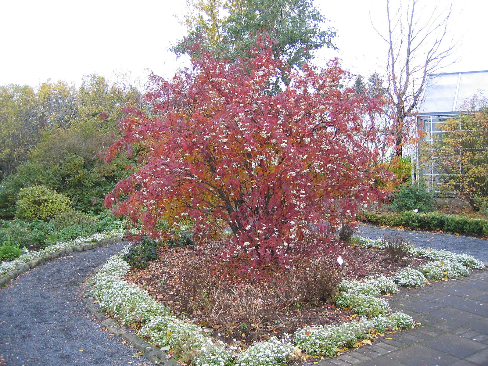 Koparreynir Wiki Salvor.jpg